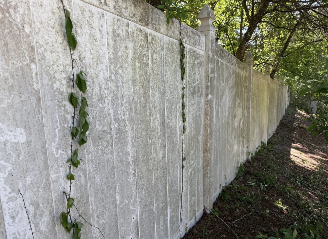 Privacy fence covered in green algae and mildew before a soft wash in Columbus, GA